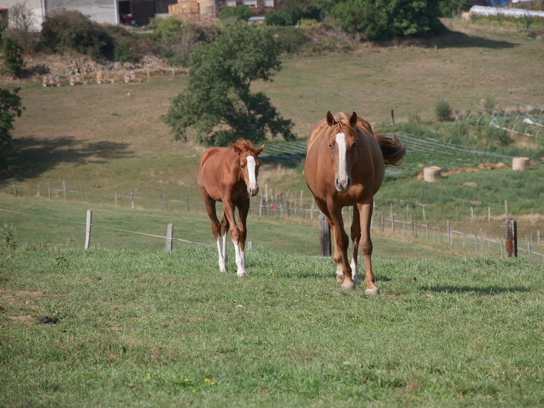 casa-nostra_chevaux_prairie